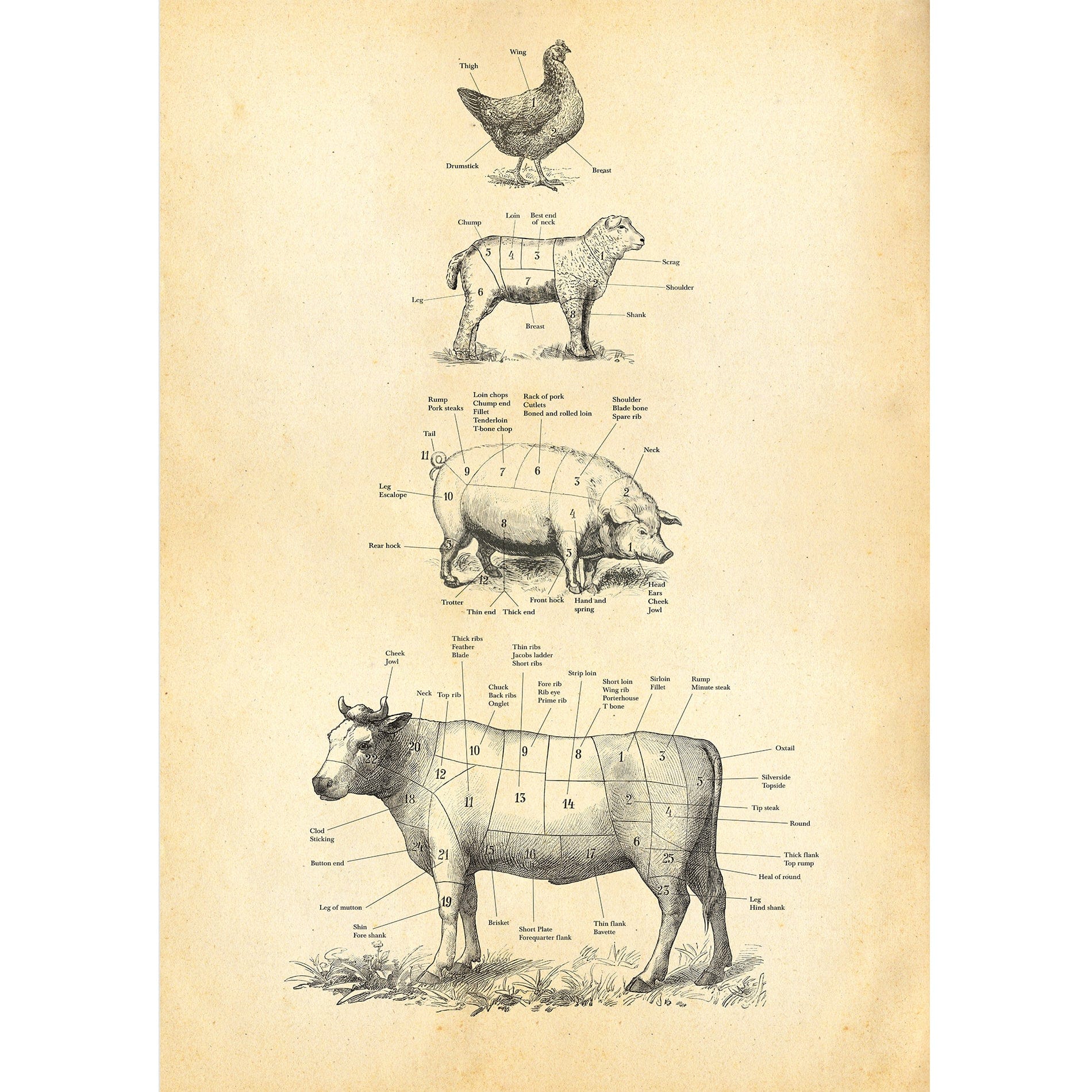 British Meat Cuts Poster - Industville